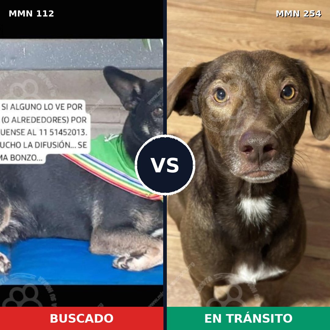 Comparativa MMS 2899: mascota perdida y mascota encontrada, 77% de similitud