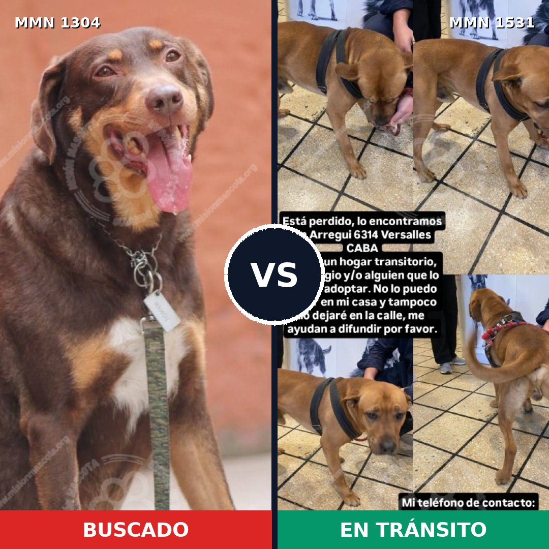 Comparativa MMS 28990: mascota perdida y mascota encontrada, 51% de similitud
