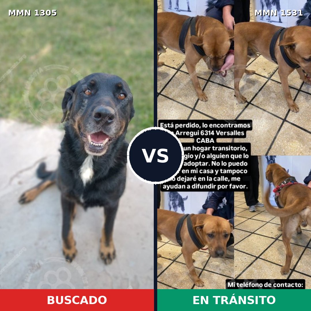 Comparativa MMS 28991: mascota perdida y mascota encontrada, 37% de similitud
