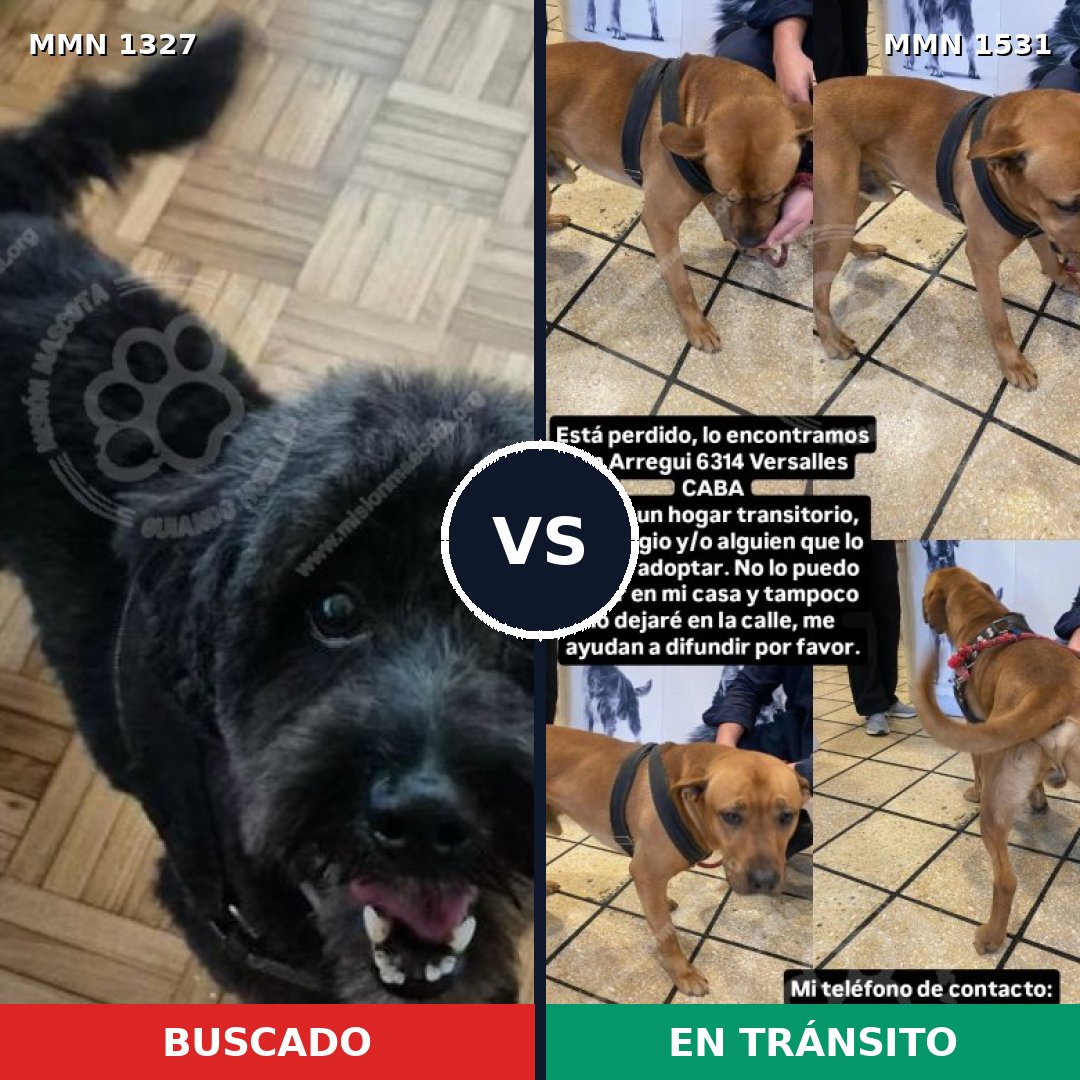 Comparativa MMS 28992: mascota perdida y mascota encontrada, 42% de similitud