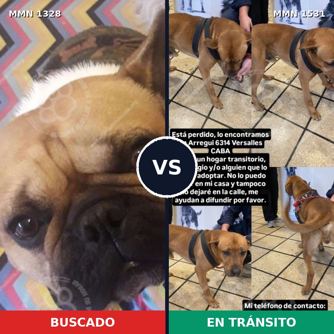 Comparativa MMS 28993: mascota perdida y mascota encontrada, 56% de similitud