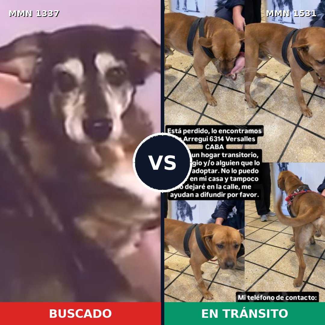 Comparativa MMS 28994: mascota perdida y mascota encontrada, 46% de similitud