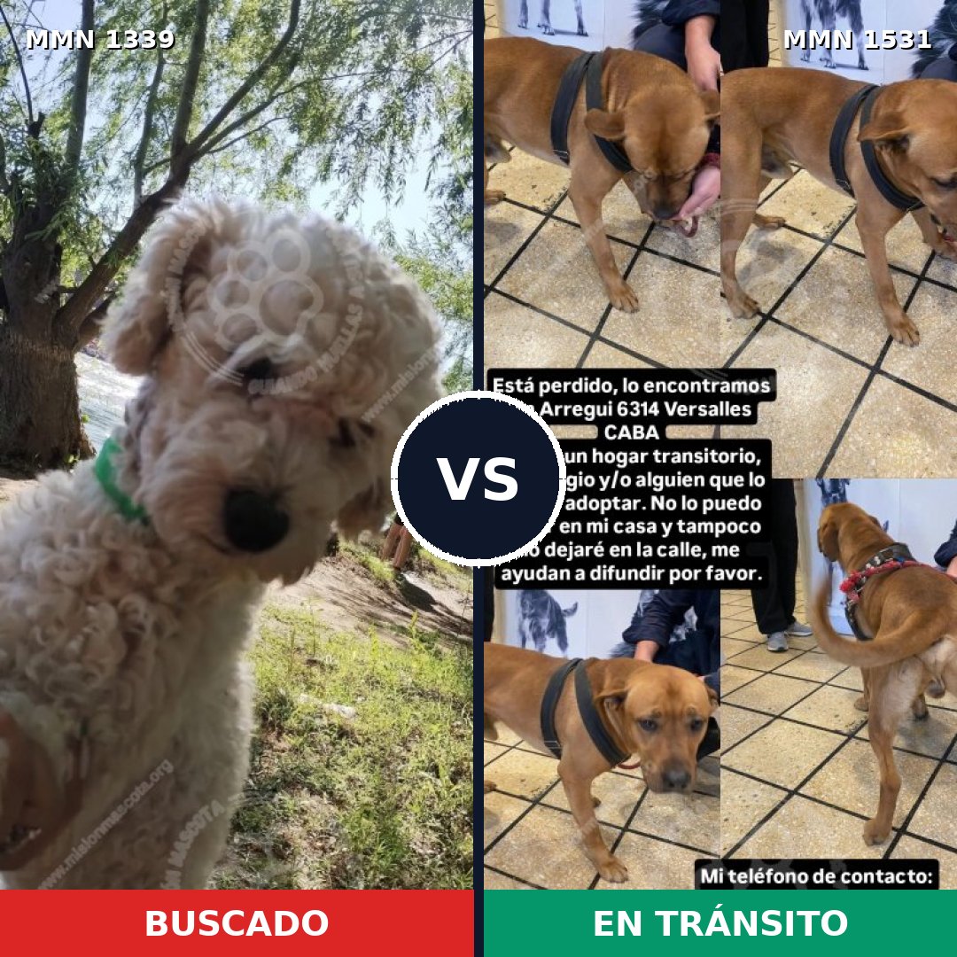 Comparativa MMS 28995: mascota perdida y mascota encontrada, 38% de similitud