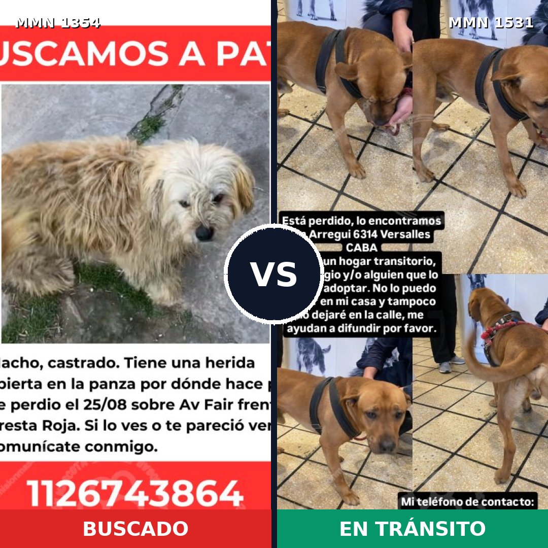 Comparativa MMS 28996: mascota perdida y mascota encontrada, 56% de similitud