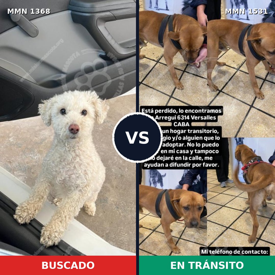 Comparativa MMS 28998: mascota perdida y mascota encontrada, 49% de similitud