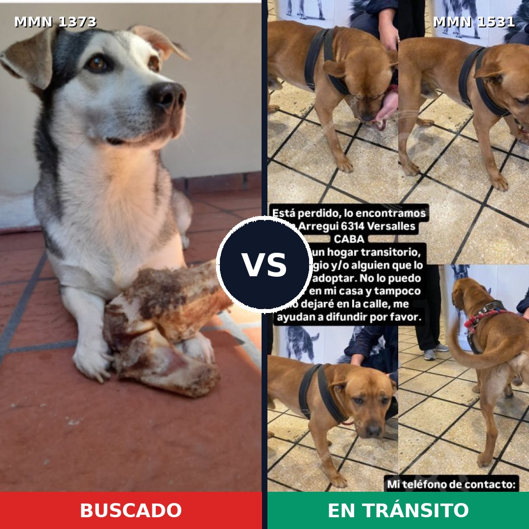 Comparativa MMS 28999: mascota perdida y mascota encontrada, 48% de similitud