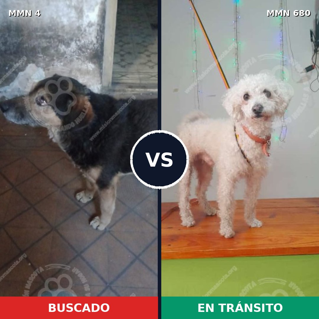 Comparativa MMS 290: mascota perdida y mascota encontrada, 28% de similitud