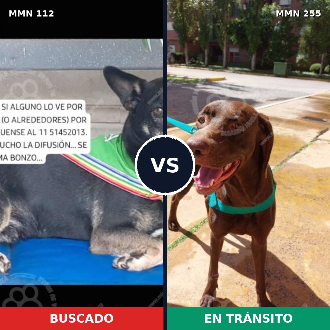 Comparativa MMS 2900: mascota perdida y mascota encontrada, 62% de similitud