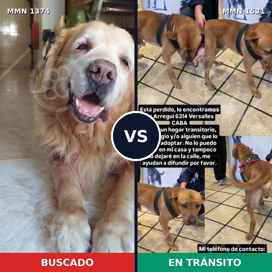 Comparativa MMS 29000: mascota perdida y mascota encontrada, 49% de similitud