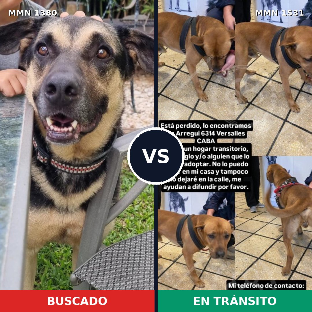 Comparativa MMS 29002: mascota perdida y mascota encontrada, 34% de similitud