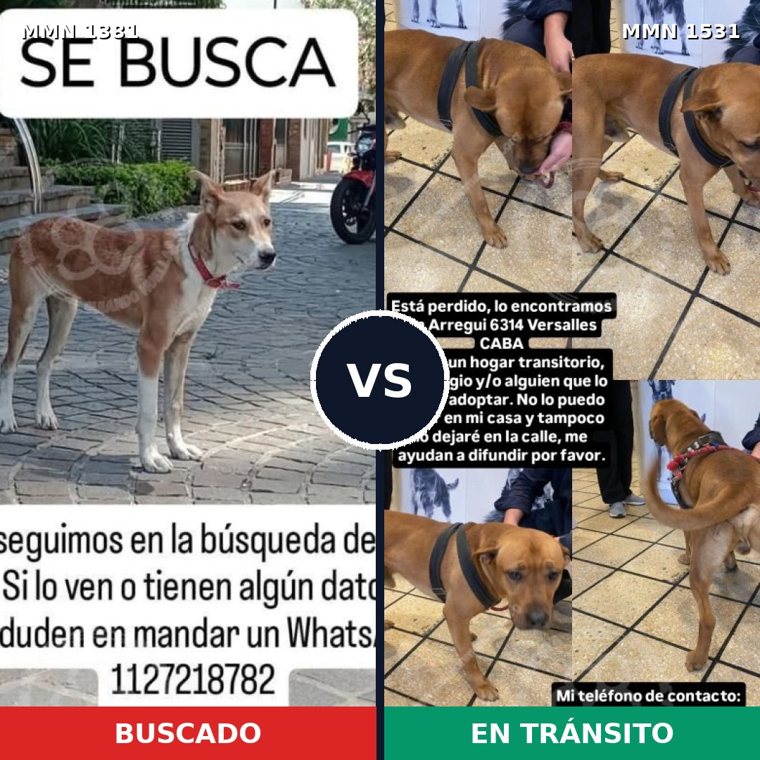 Comparativa MMS 29003: mascota perdida y mascota encontrada, 46% de similitud