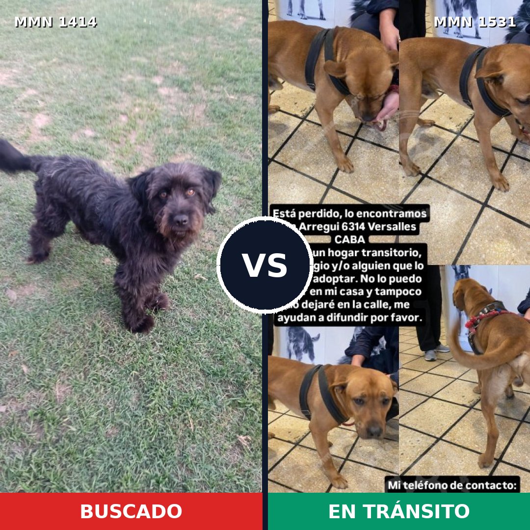 Comparativa MMS 29006: mascota perdida y mascota encontrada, 46% de similitud