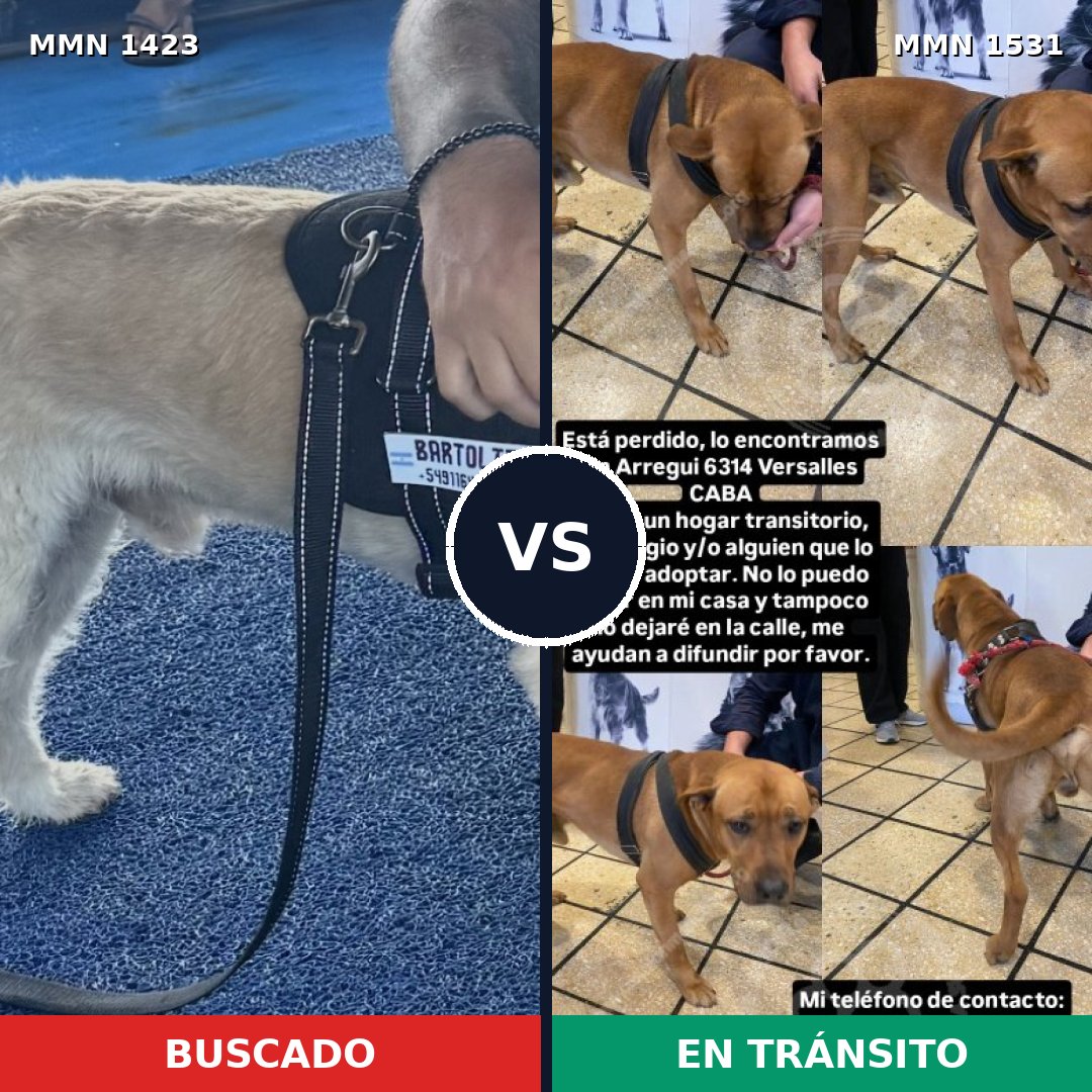 Comparativa MMS 29007: mascota perdida y mascota encontrada, 50% de similitud