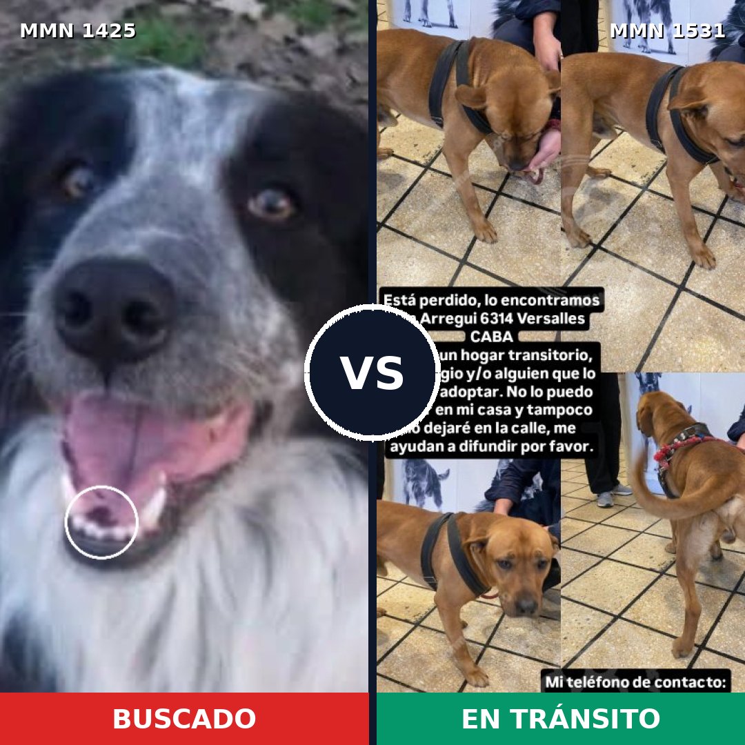 Comparativa MMS 29008: mascota perdida y mascota encontrada, 44% de similitud