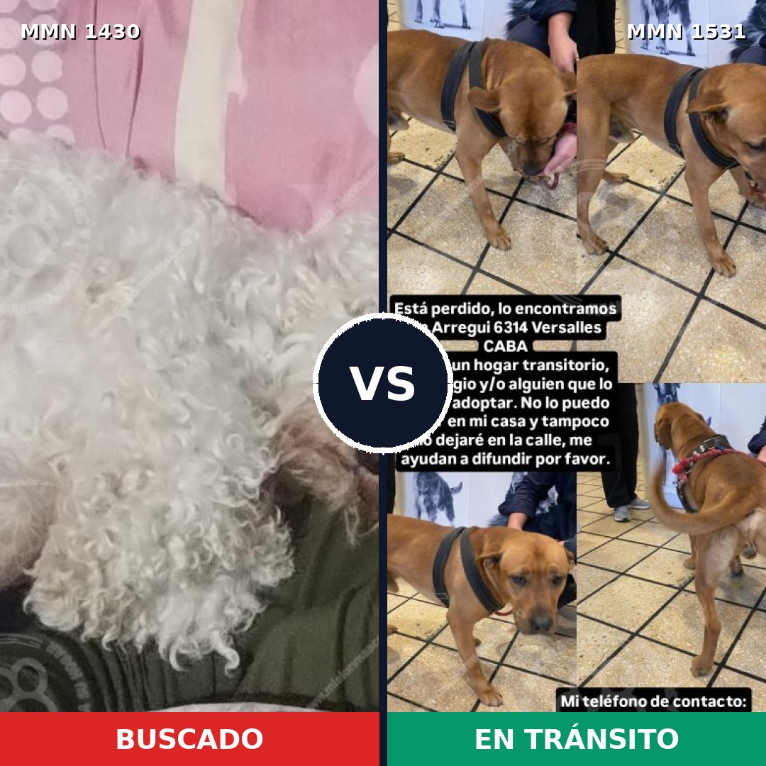 Comparativa MMS 29009: mascota perdida y mascota encontrada, 44% de similitud