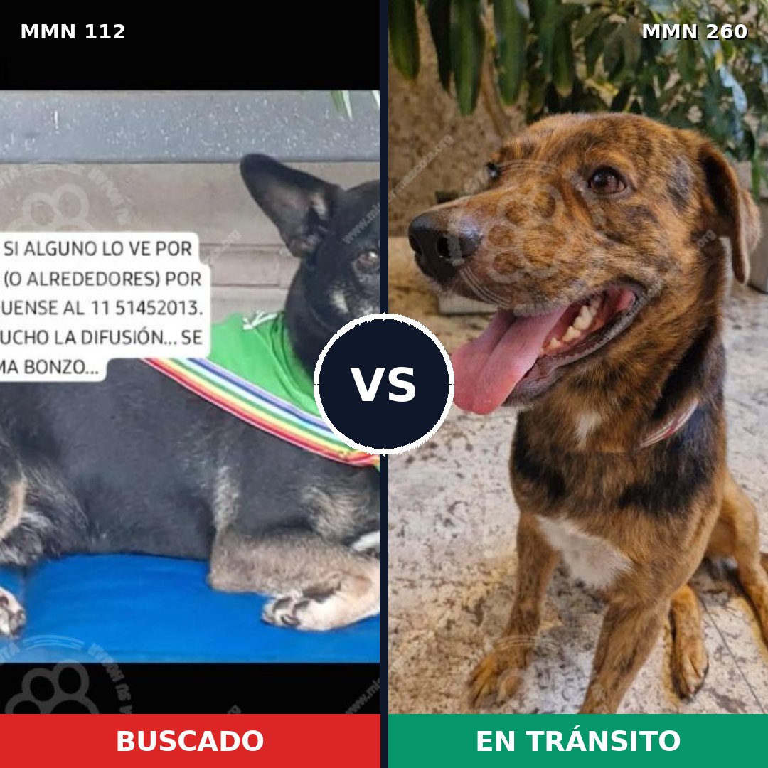 Comparativa MMS 2901: mascota perdida y mascota encontrada, 76% de similitud
