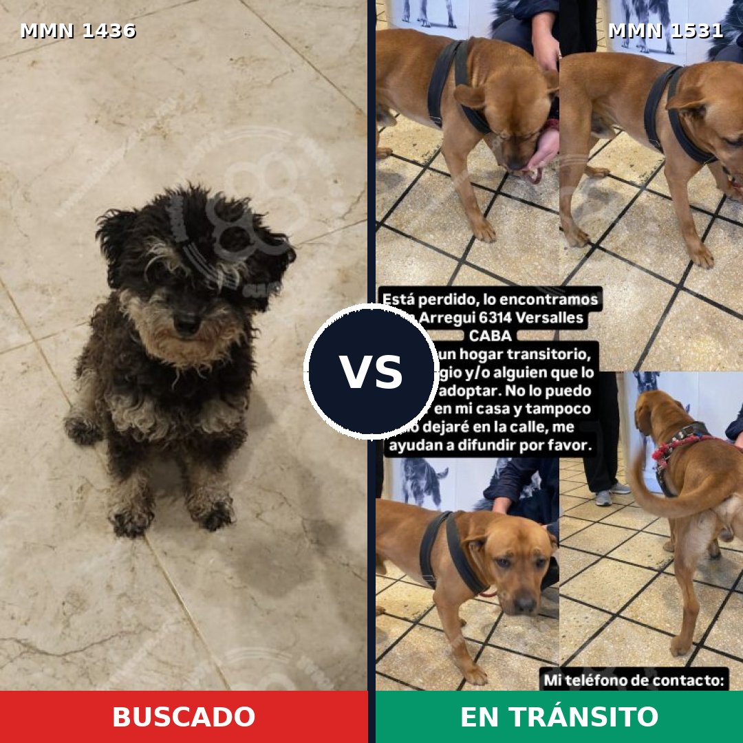 Comparativa MMS 29010: mascota perdida y mascota encontrada, 37% de similitud