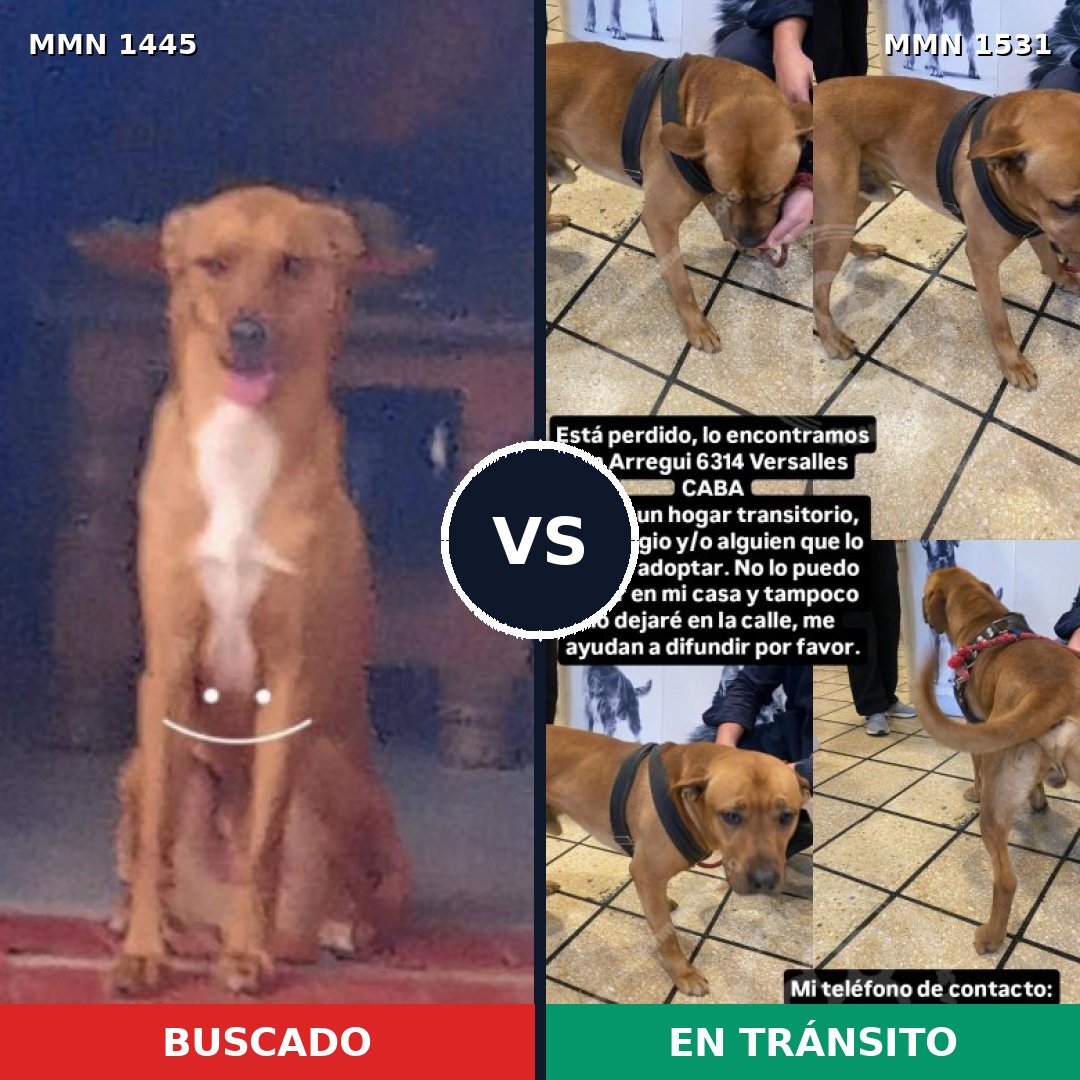 Comparativa MMS 29012: mascota perdida y mascota encontrada, 64% de similitud