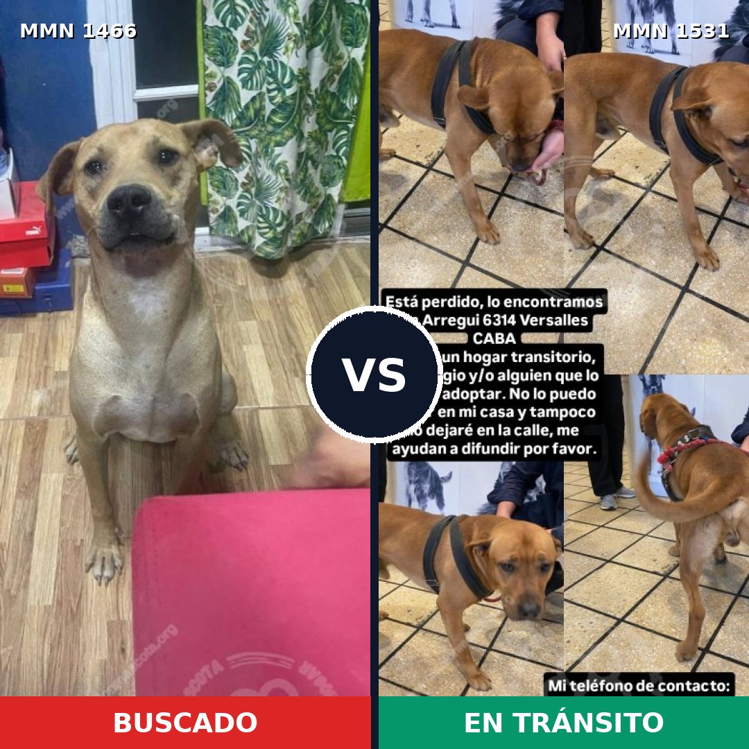 Comparativa MMS 29014: mascota perdida y mascota encontrada, 62% de similitud