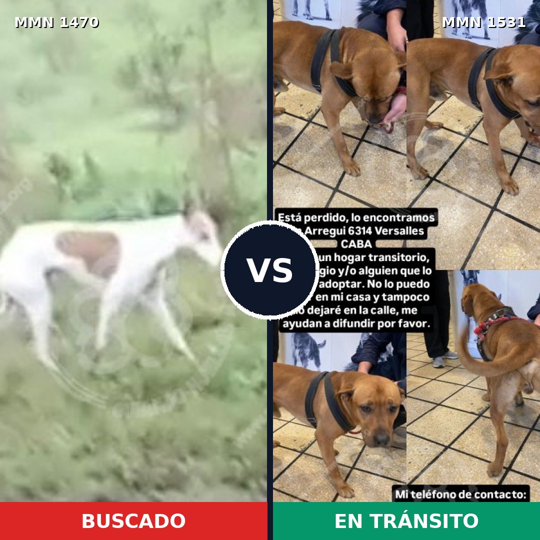 Comparativa MMS 29015: mascota perdida y mascota encontrada, 57% de similitud