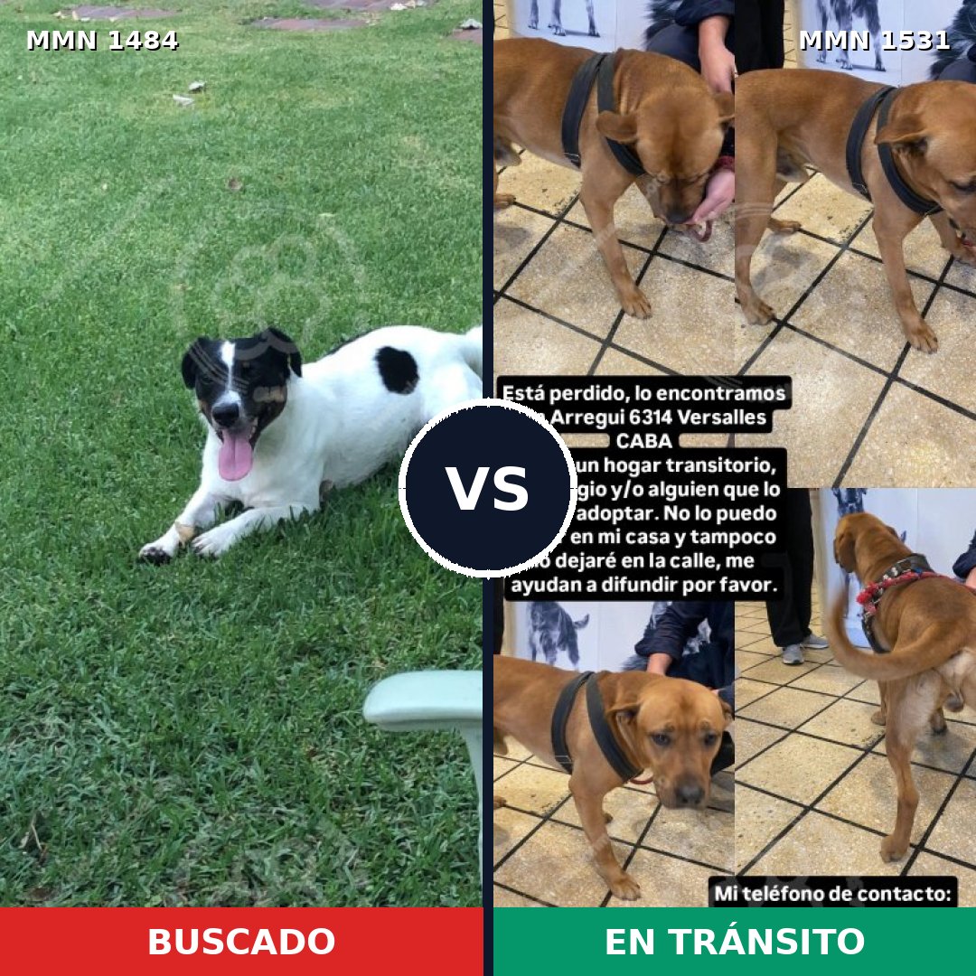 Comparativa MMS 29017: mascota perdida y mascota encontrada, 45% de similitud