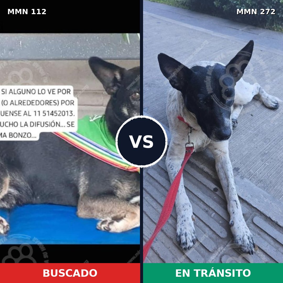 Comparativa MMS 2902: mascota perdida y mascota encontrada, 66% de similitud