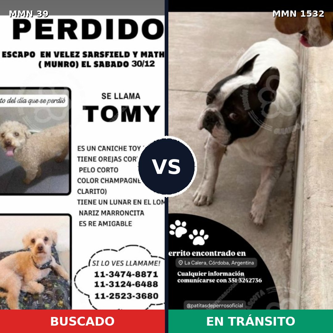 Comparativa MMS 29020: mascota perdida y mascota encontrada, 34% de similitud
