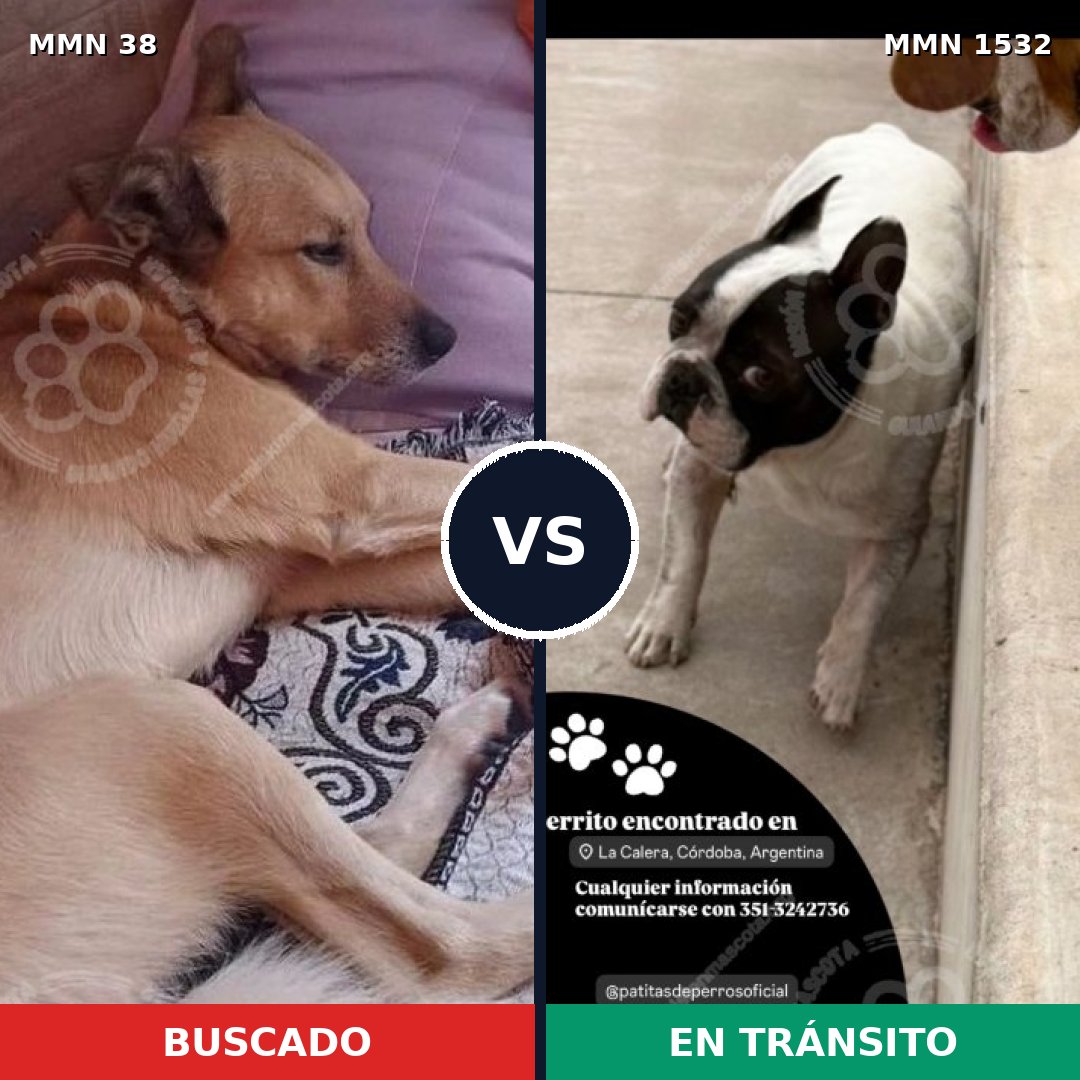 Comparativa MMS 29021: mascota perdida y mascota encontrada, 56% de similitud