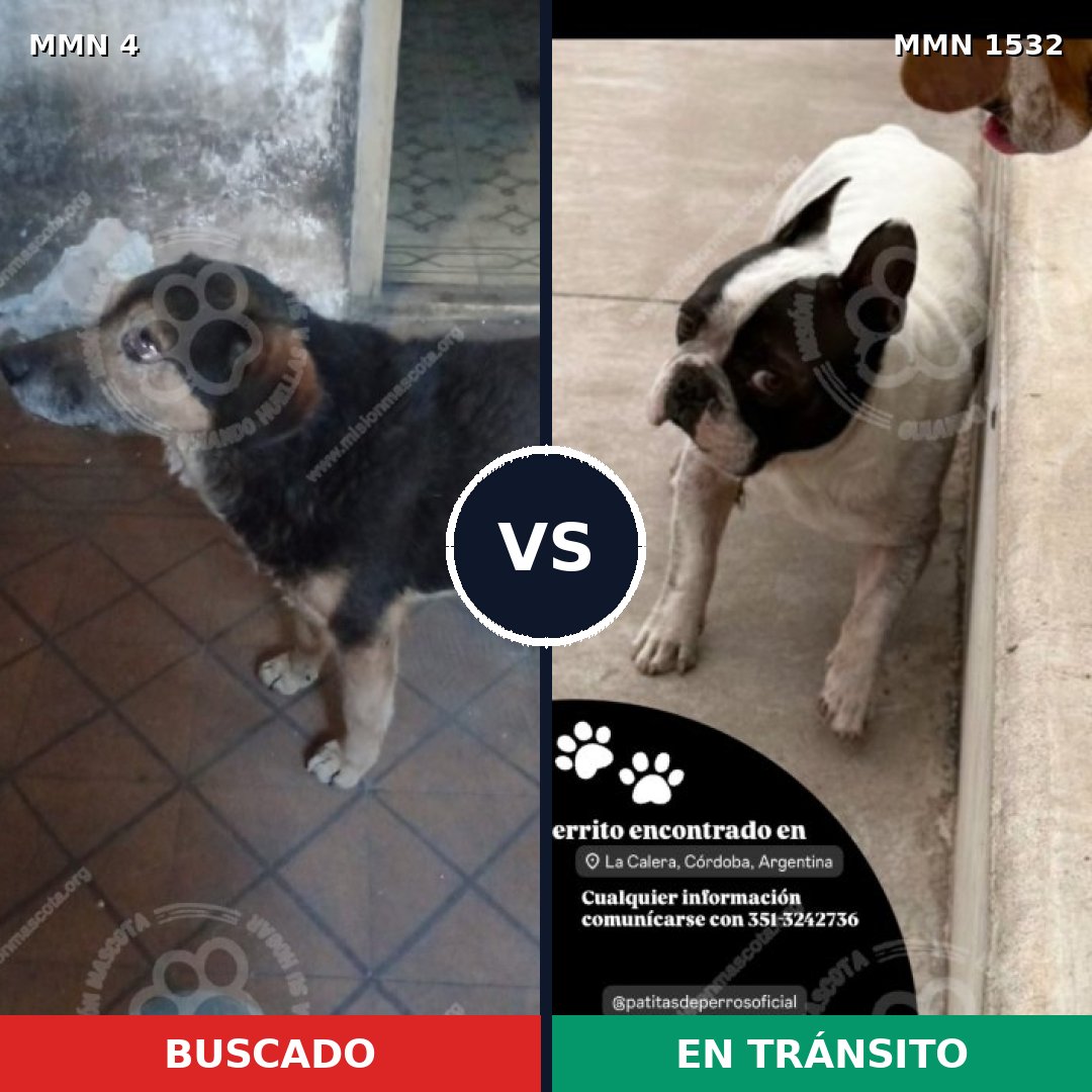Comparativa MMS 29022: mascota perdida y mascota encontrada, 49% de similitud