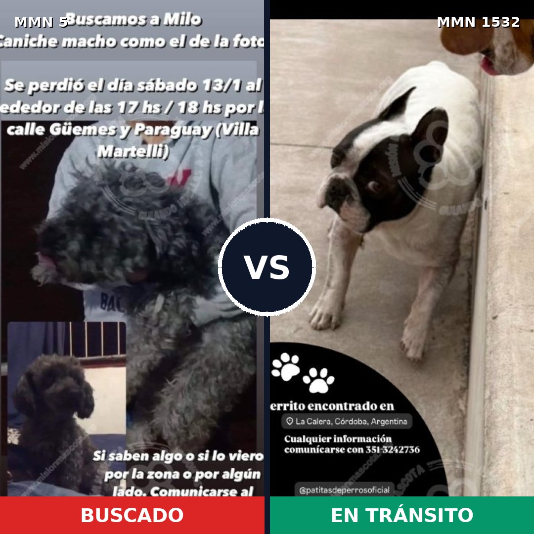 Comparativa MMS 29023: mascota perdida y mascota encontrada, 49% de similitud