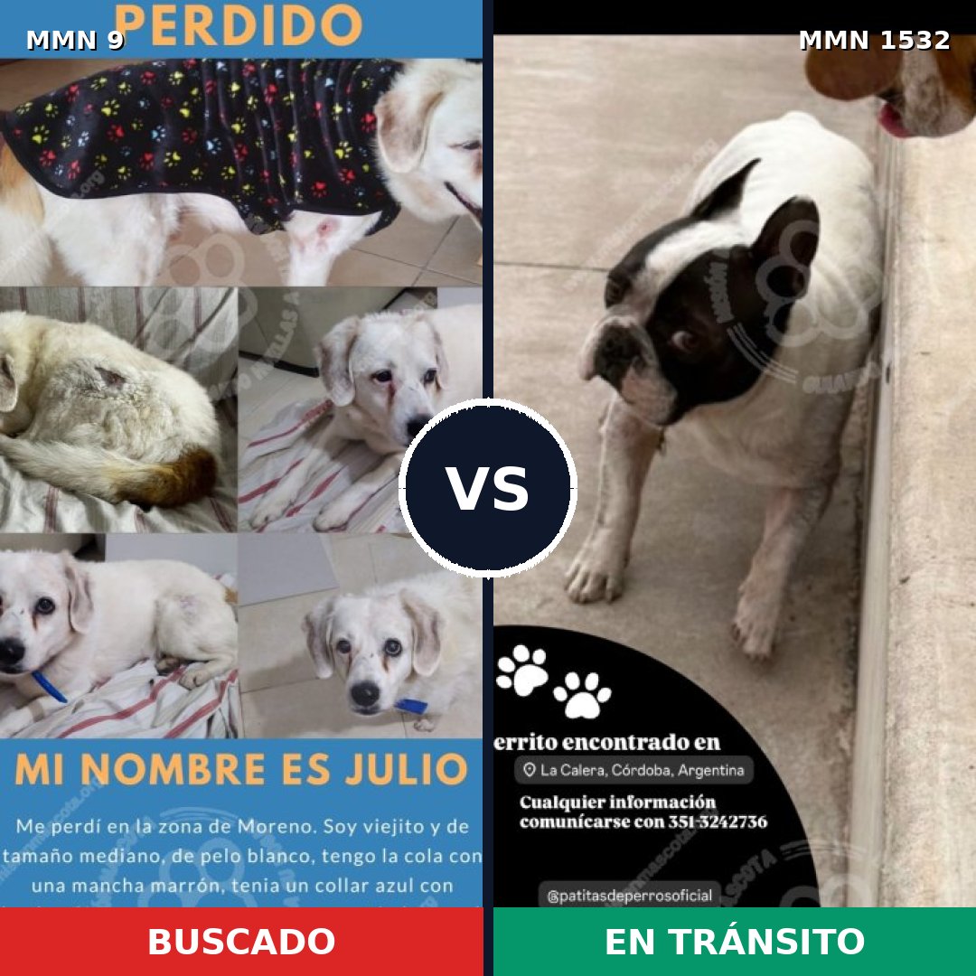 Comparativa MMS 29024: mascota perdida y mascota encontrada, 58% de similitud