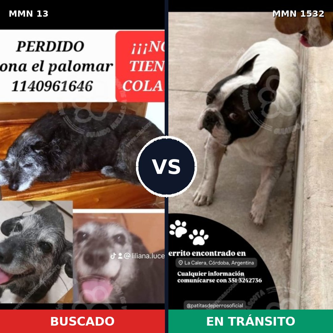 Comparativa MMS 29026: mascota perdida y mascota encontrada, 52% de similitud