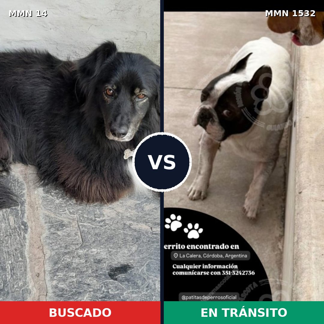 Comparativa MMS 29027: mascota perdida y mascota encontrada, 45% de similitud