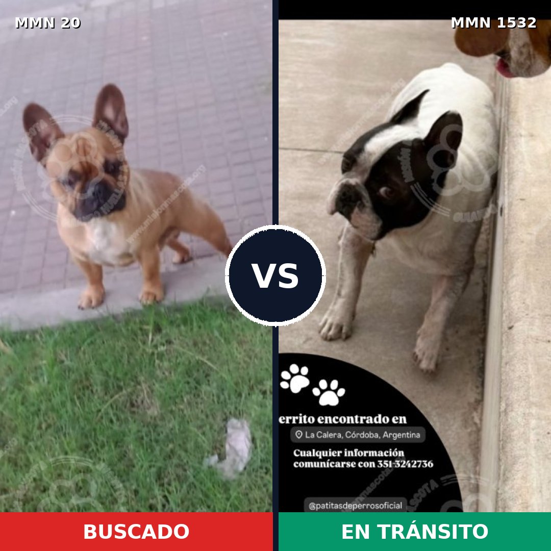 Comparativa MMS 29028: mascota perdida y mascota encontrada, 40% de similitud