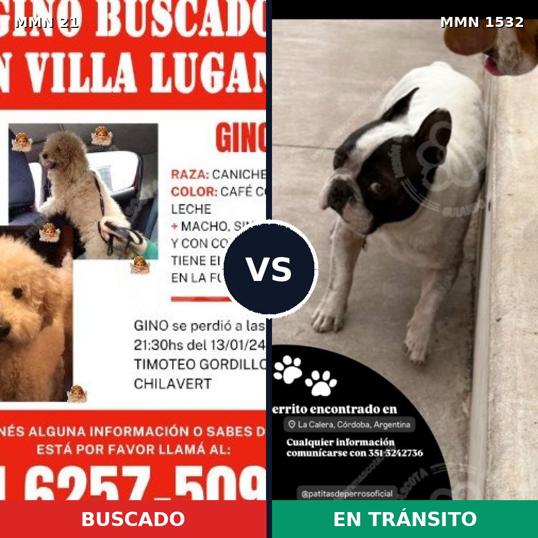 Comparativa MMS 29029: mascota perdida y mascota encontrada, 43% de similitud