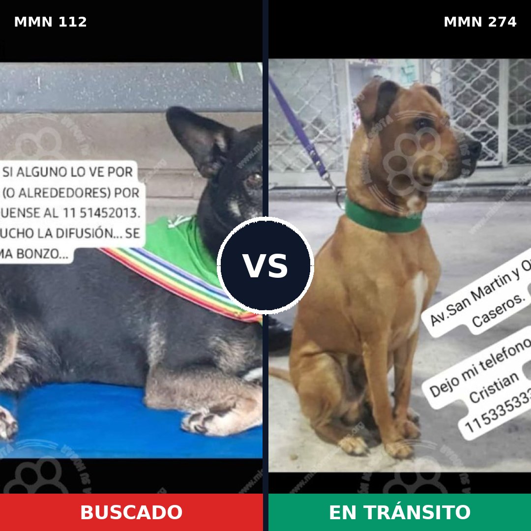 Comparativa MMS 2903: mascota perdida y mascota encontrada, 78% de similitud