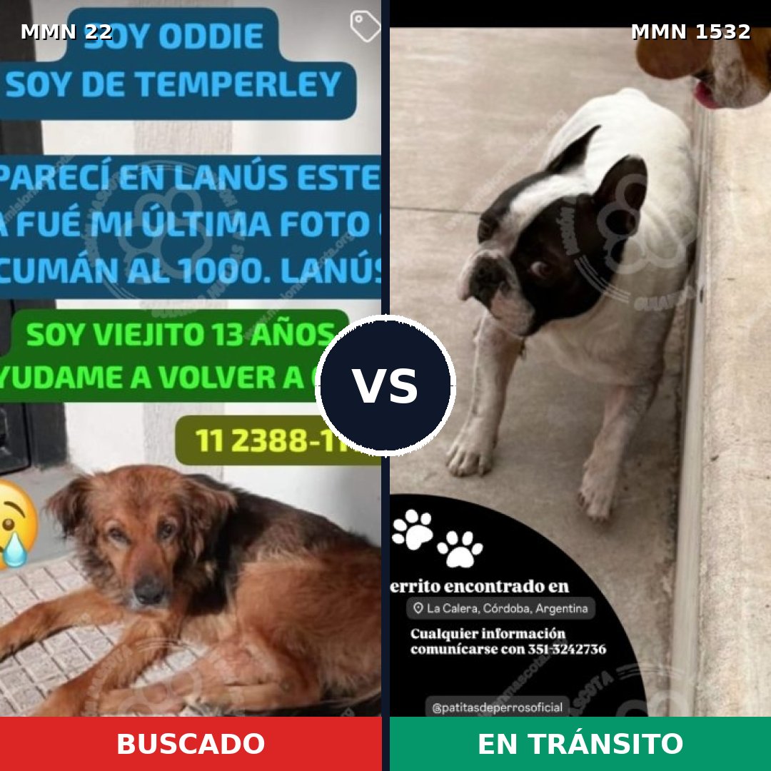 Comparativa MMS 29030: mascota perdida y mascota encontrada, 51% de similitud