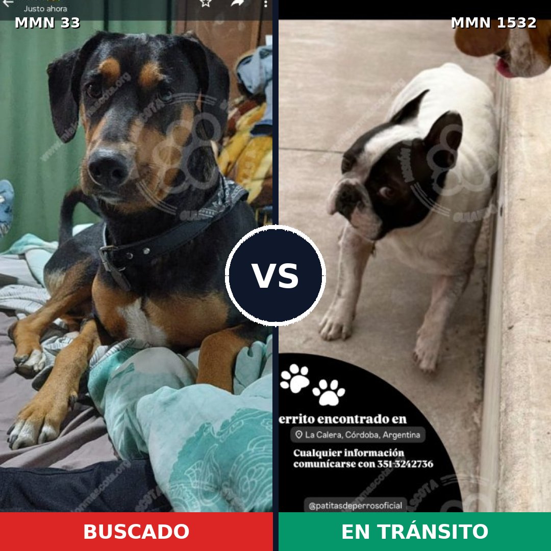 Comparativa MMS 29032: mascota perdida y mascota encontrada, 44% de similitud
