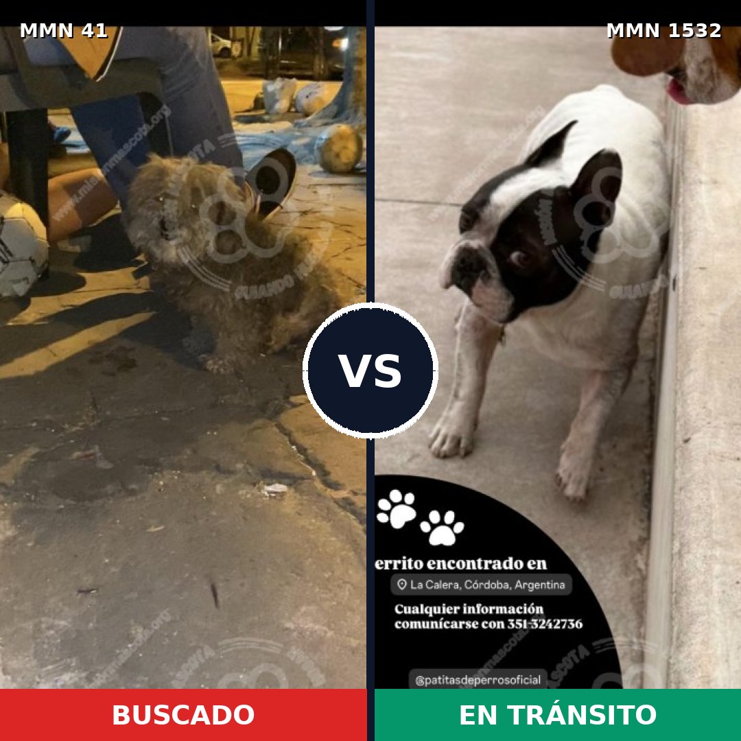 Comparativa MMS 29033: mascota perdida y mascota encontrada, 59% de similitud