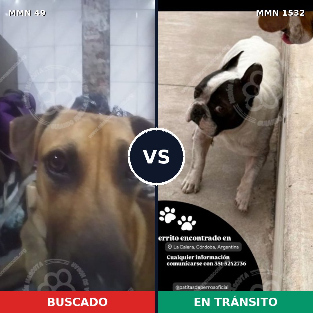 Comparativa MMS 29034: mascota perdida y mascota encontrada, 37% de similitud