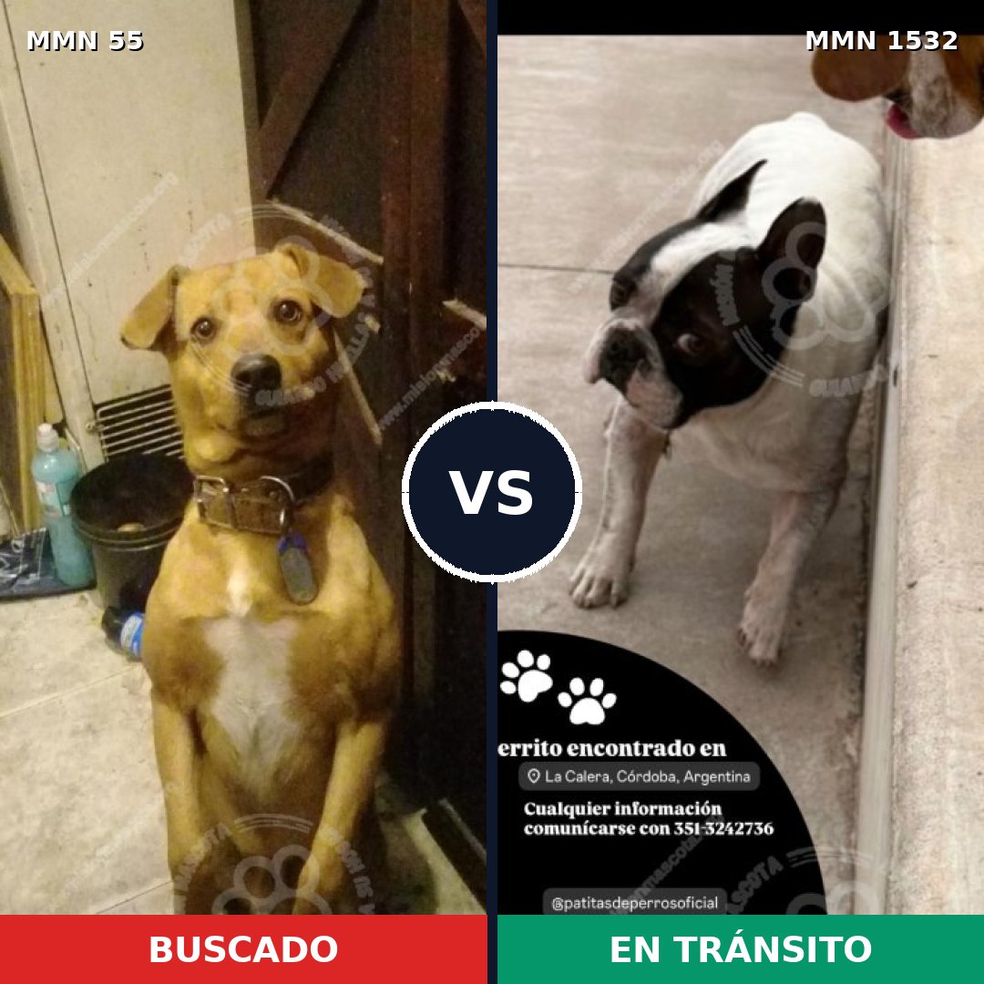 Comparativa MMS 29035: mascota perdida y mascota encontrada, 53% de similitud