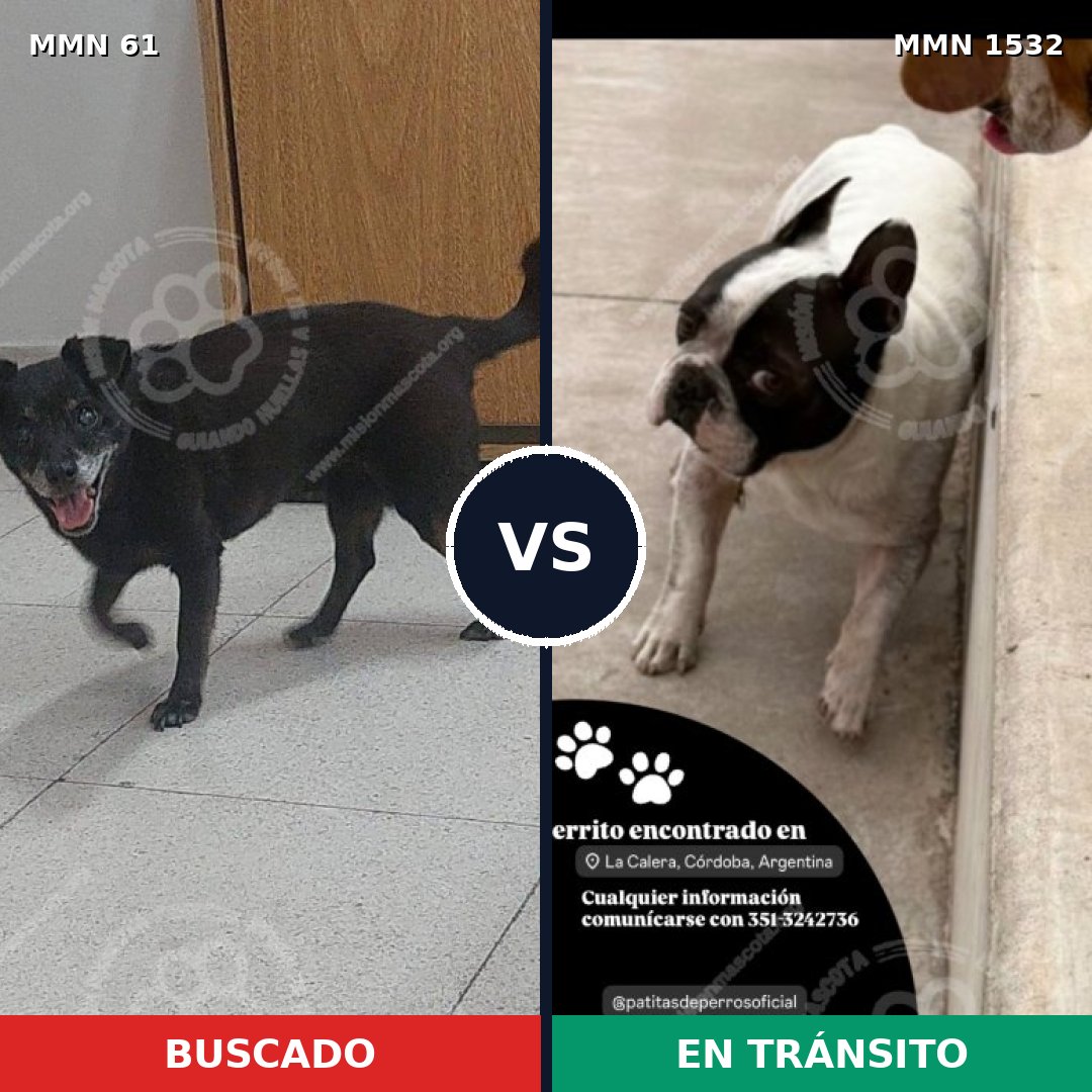 Comparativa MMS 29036: mascota perdida y mascota encontrada, 50% de similitud
