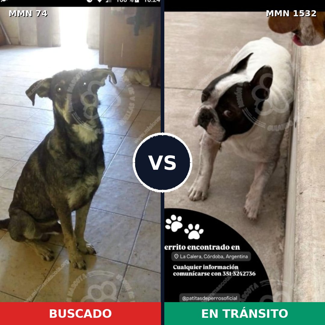 Comparativa MMS 29037: mascota perdida y mascota encontrada, 40% de similitud