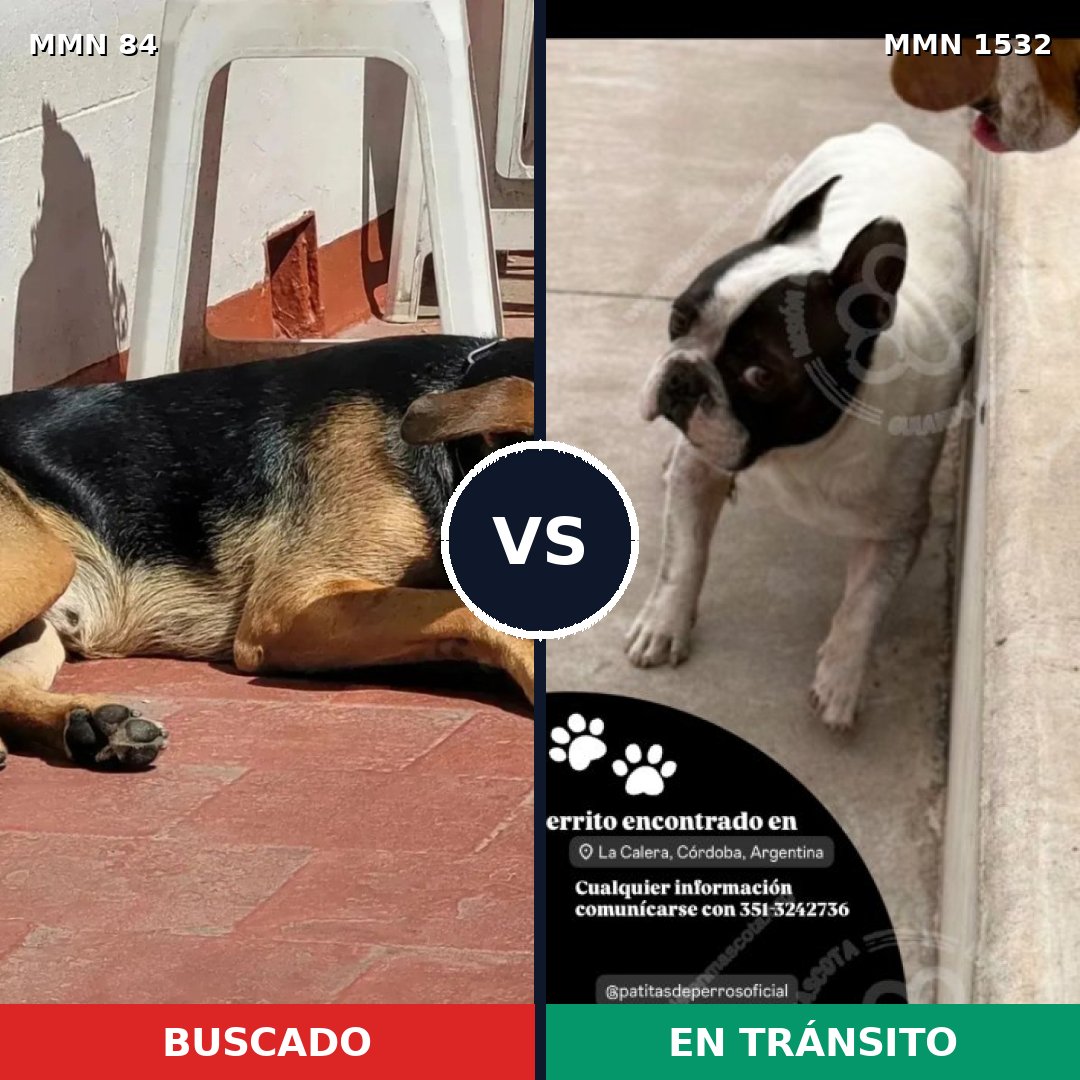 Comparativa MMS 29038: mascota perdida y mascota encontrada, 45% de similitud