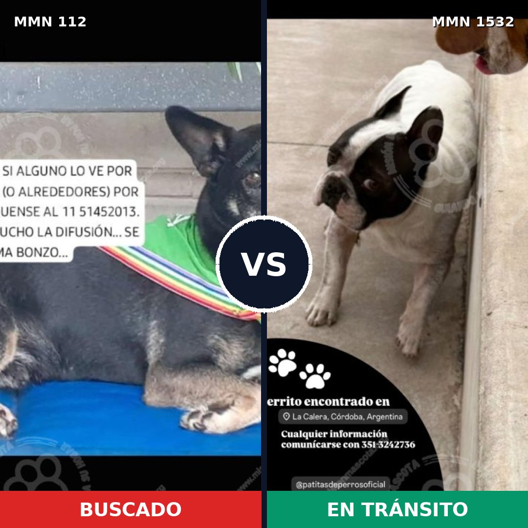 Comparativa MMS 29039: mascota perdida y mascota encontrada, 53% de similitud