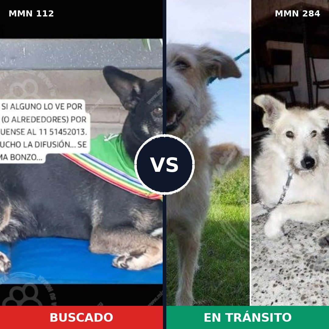 Comparativa MMS 2904: mascota perdida y mascota encontrada, 71% de similitud