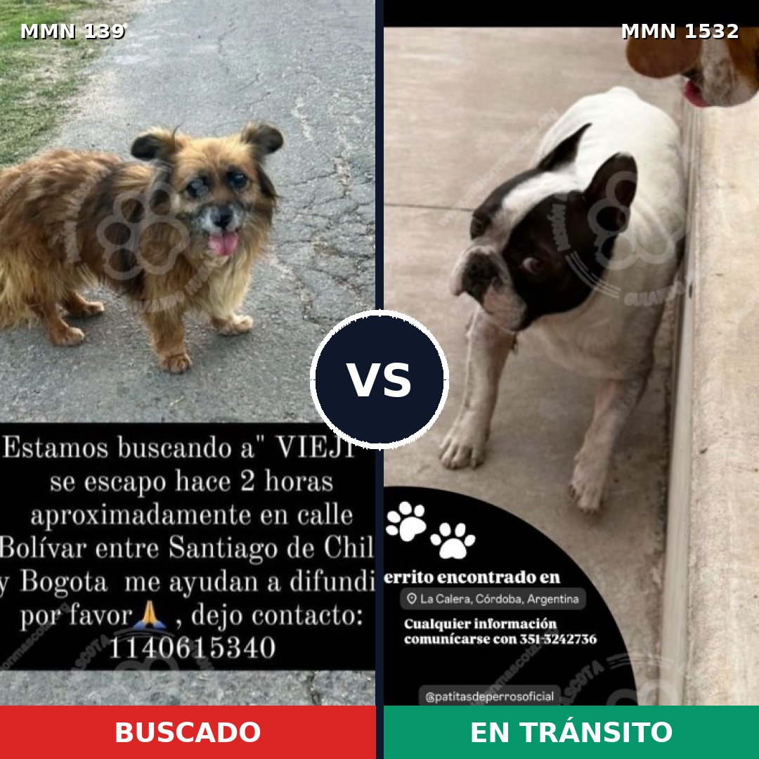 Comparativa MMS 29040: mascota perdida y mascota encontrada, 48% de similitud