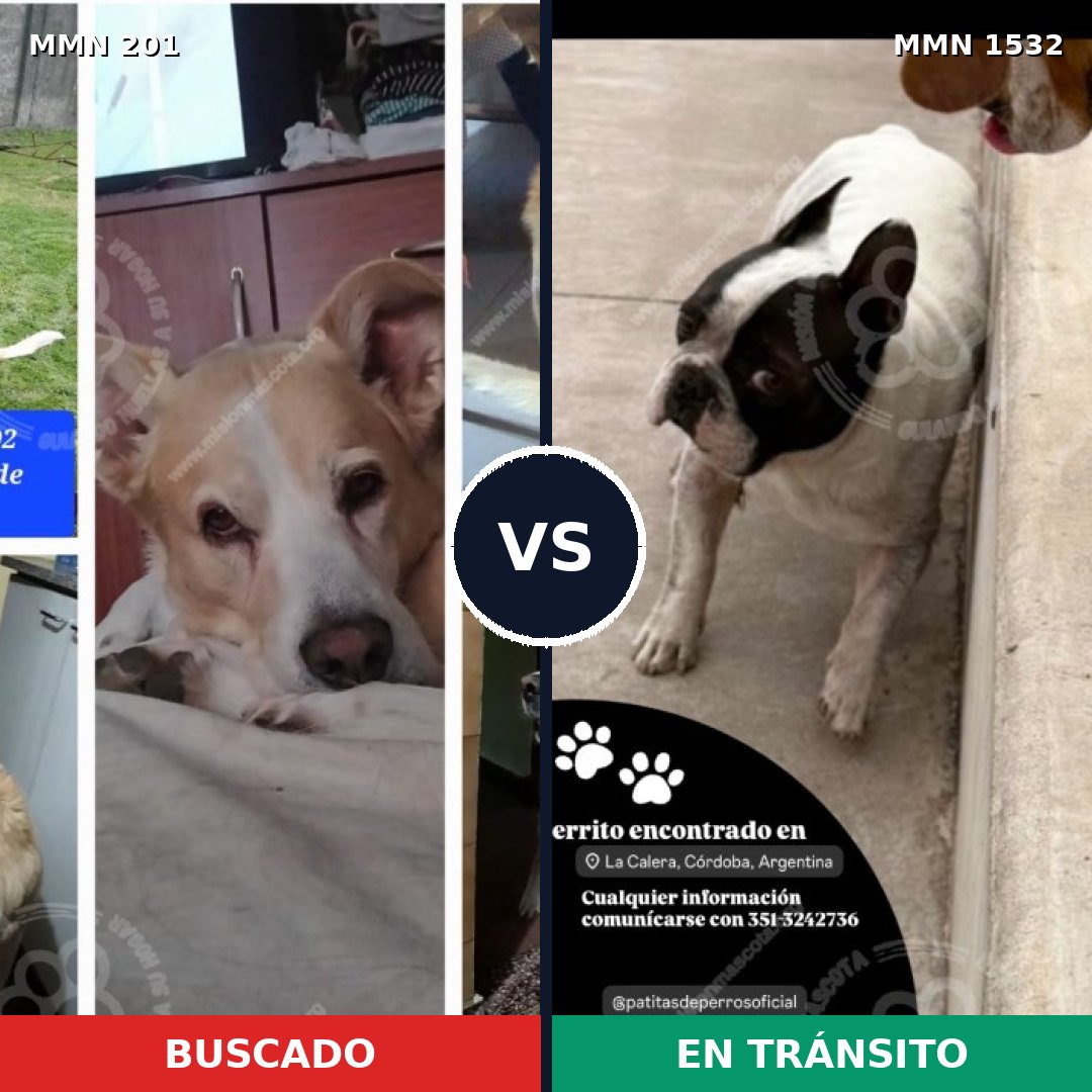 Comparativa MMS 29041: mascota perdida y mascota encontrada, 58% de similitud