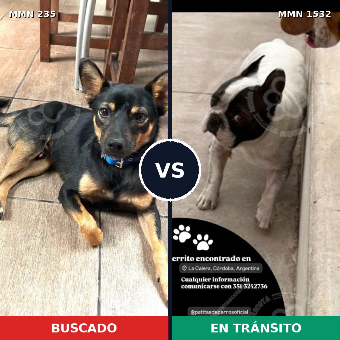 Comparativa MMS 29042: mascota perdida y mascota encontrada, 61% de similitud