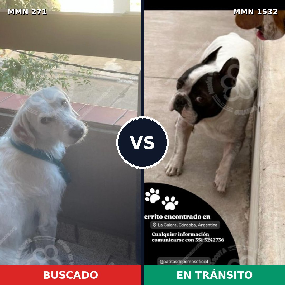 Comparativa MMS 29043: mascota perdida y mascota encontrada, 56% de similitud